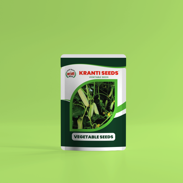 Kranti Seeds Kolapuri Cucumber | High Yield | 5g Pack | Farm & Garden Use