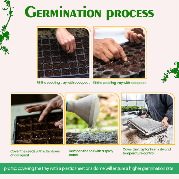 Krantiseeds Cowpea | Premium Cowpea Seeds | 5g Pack | 75% Germination | 98% Purity | High-Yielding & Disease-Resistant Variety | Ideal for Farmers & Gardeners